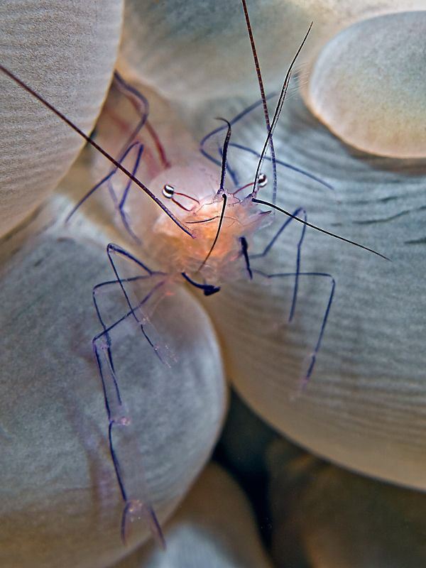 Bubble Coral Shrimp by Henry Jager 