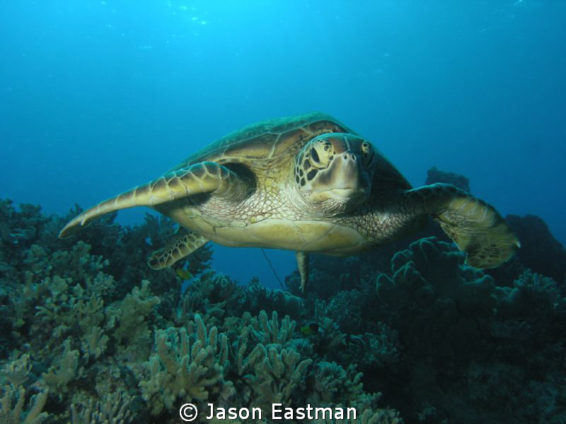 Inquisitive Green Turtle 
Northern Great Barrier Reef, A... by Jason Eastman 