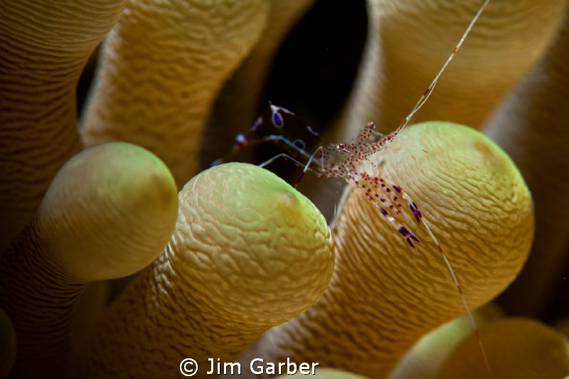 Anemone shrimp by Jim Garber 
