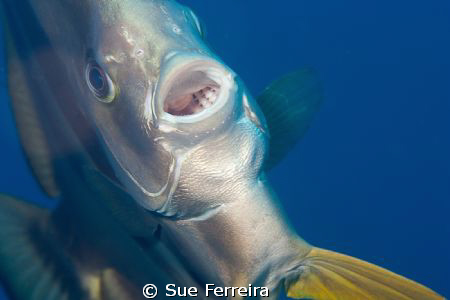 Close up batfish by Sue Ferreira 