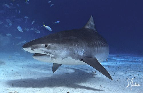 One big Tiger Shark taken at Tiger Beach - Bahamas by Steven Anderson 