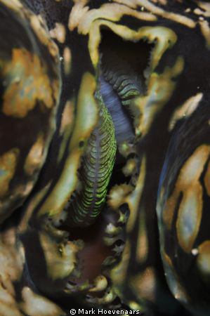 Gills of a Giant Clam by Mark Hoevenaars 