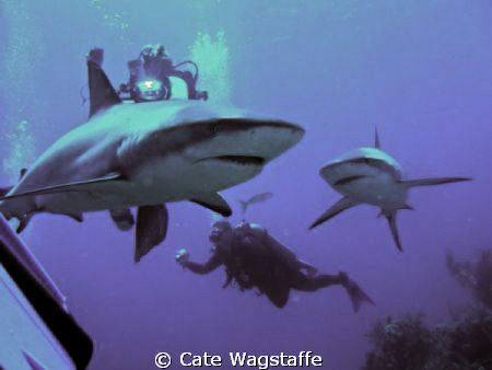 Shark Dive with Caribbean Reef Sharks on Aqua Cat Liveabo... by Cate Wagstaffe 