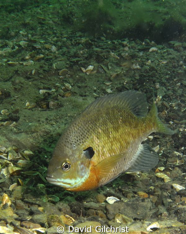 Bluegill Sunfish. Photo taken at local quarry, Windmill P... by David Gilchrist 