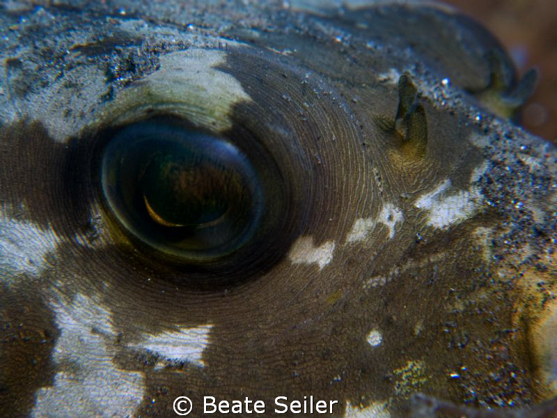 Eye of a pufferfish, taken with Canon G10 and UCL165 by Beate Seiler 