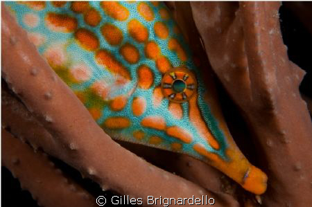 Night dive at the house reef. I think it is impossible to... by Gilles Brignardello 