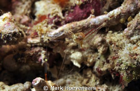 "Unidentified Commensal Shrimp" according to Reef Creatur... by Mark Hoevenaars 