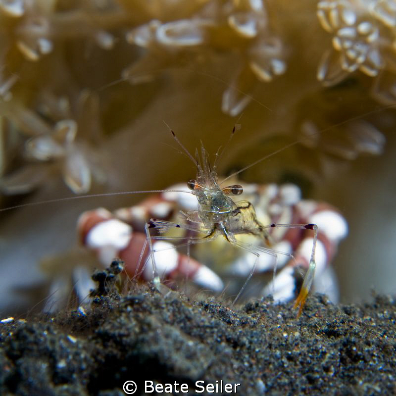 Shrimp in front of a crab ! Taken with Canon G10 an UCL165 by Beate Seiler 