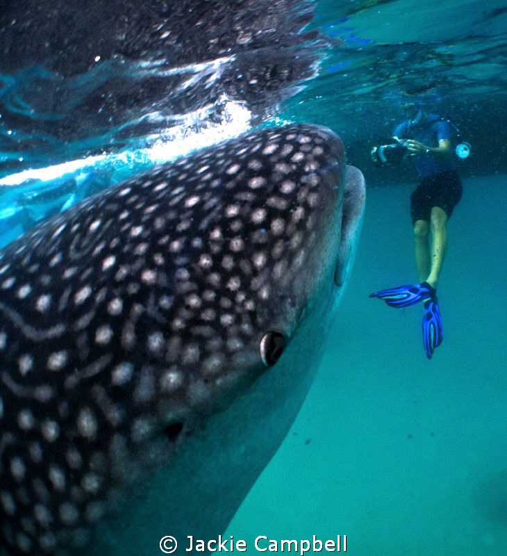 Whaleshark interaction :)
 by Jackie Campbell 