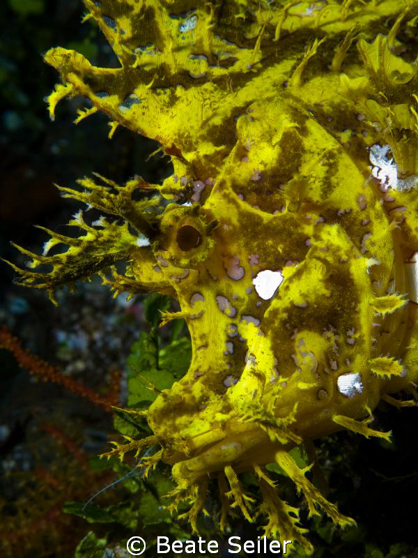 Weedy Scorpionfish (Rhinopias frondosa).  110 feet deep a... by Beate Seiler 