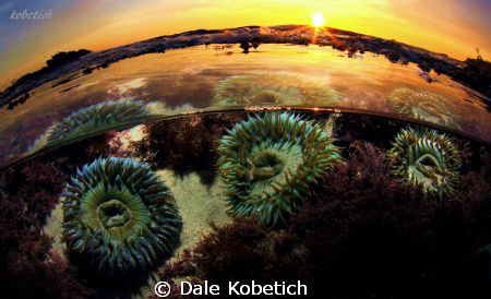 sea anemonis at sunset by Dale Kobetich 