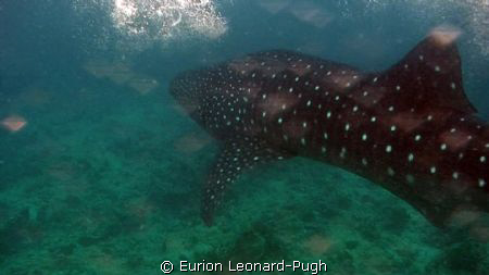 Snorkelling with a whale shark, still from HDR-HC3 video.... by Eurion Leonard-Pugh 