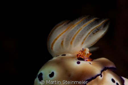 Imperator Shrimp on Nudibranch by Martin Steinmeier 