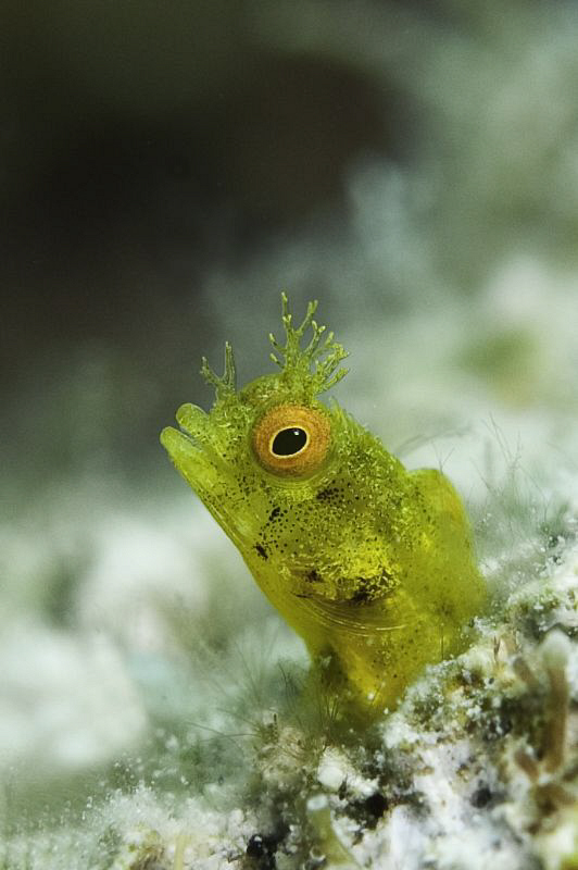 A golden phase Rough Head Blenny taken with a 60mm lens a... by Paul Colley 