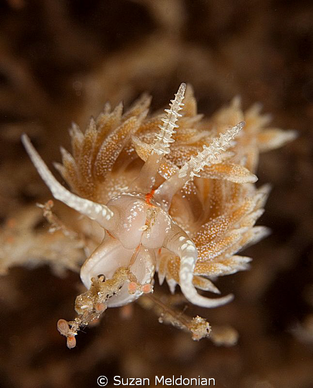 Dondice Occidentalis munching on some hydroid flowers by Suzan Meldonian 