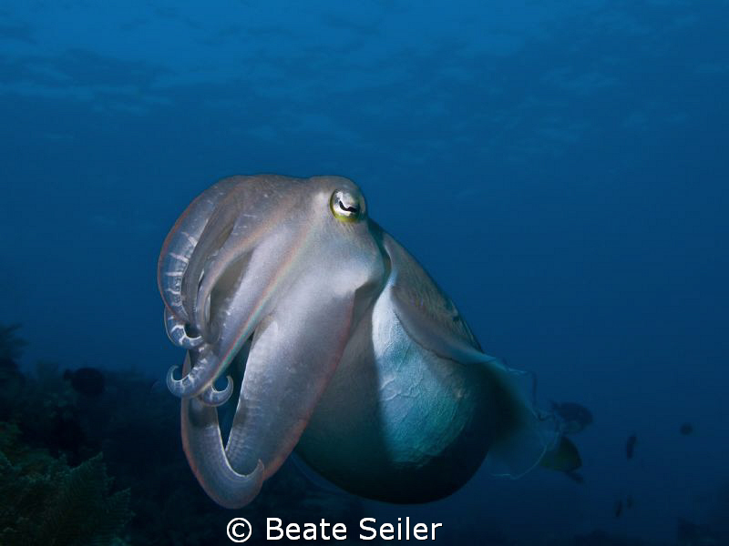 Cuttlefish at Alam Batu housereef , taken with Canon G10 by Beate Seiler 