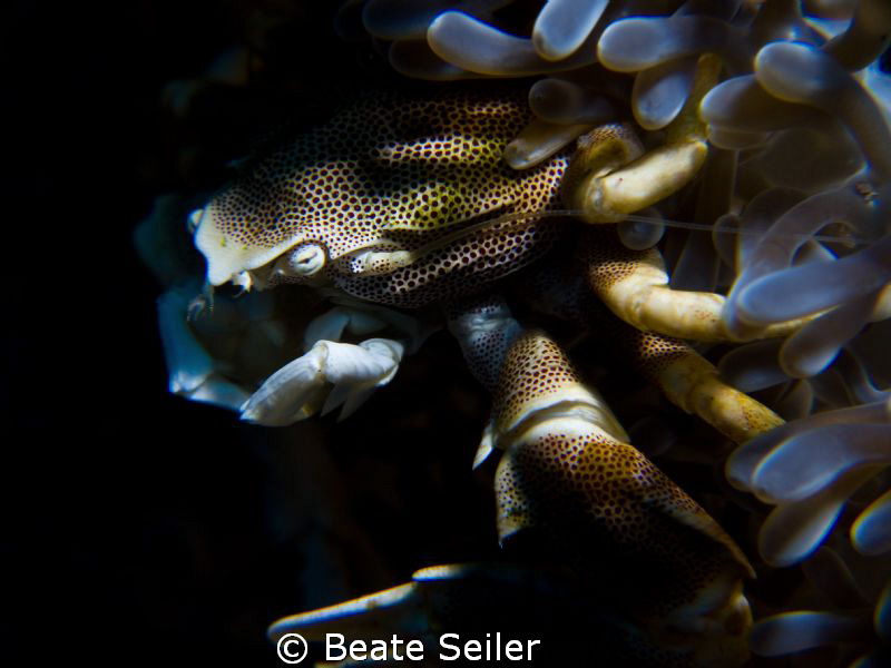 Porcelan crab at the Housereef of Alam Batu , Taken with ... by Beate Seiler 