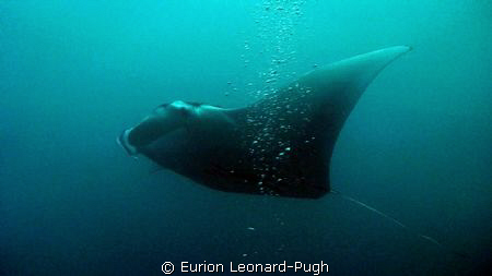 Large (6ft+ span) manta ray spotted near the surface, ope... by Eurion Leonard-Pugh 