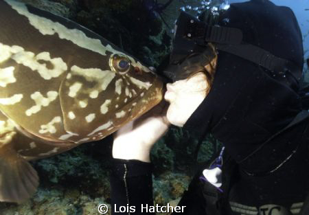The Nasau Groupers in Little Cayman are very friendly.
T... by Lois Hatcher 