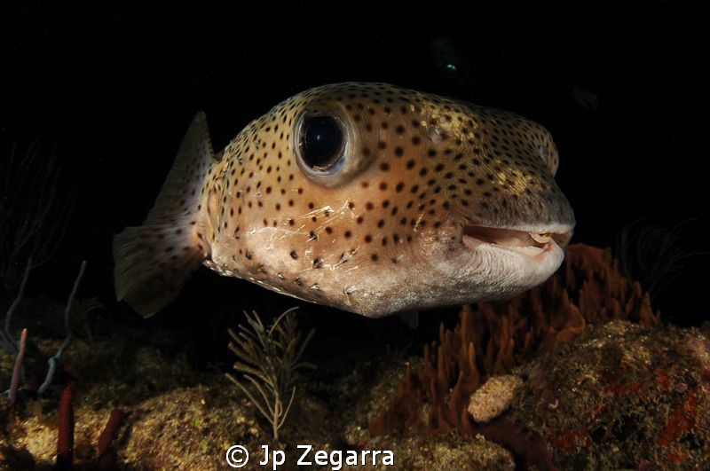 this porcupinefish was slowly swimming around during a ni... by Jp Zegarra 