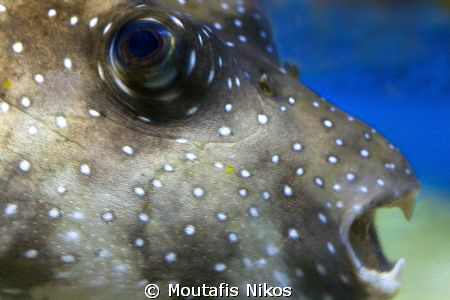 puffer , canon 5D , no strobes , sigma 105 mm by Moutafis Nikos 