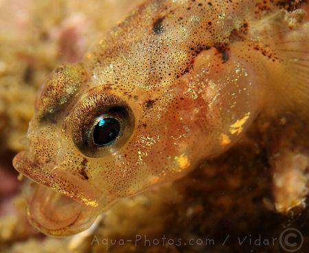 A little Goby by Vidar Aas 
