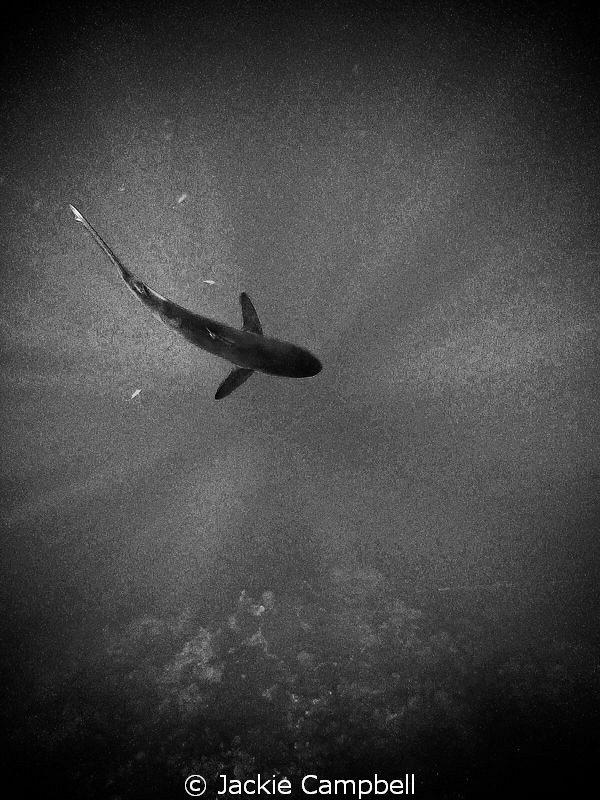 Silky shark in the sunbeams, converted to B&W in PS :) by Jackie Campbell 