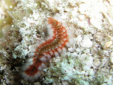 Fireworm - Molases Reef, Key Largo. Macro Mode by Dimitris Skoularakos 