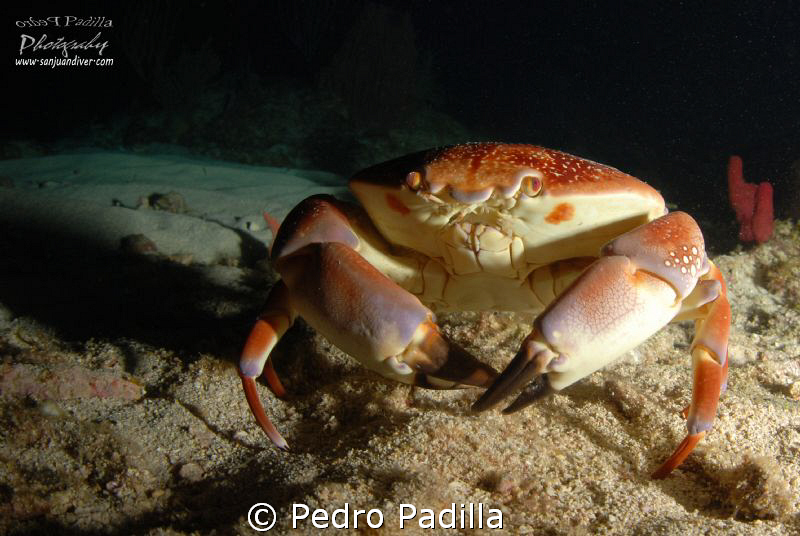 Batwing Coral Crab, Night Dive in Andrea's @ Guanica Puer... by Pedro Padilla 