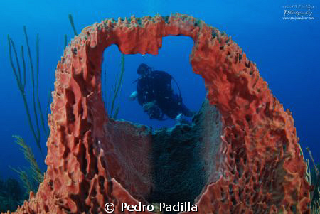Barel Sponge & Diver
f/8 @ 1/80sec ISO-200 by Pedro Padilla 