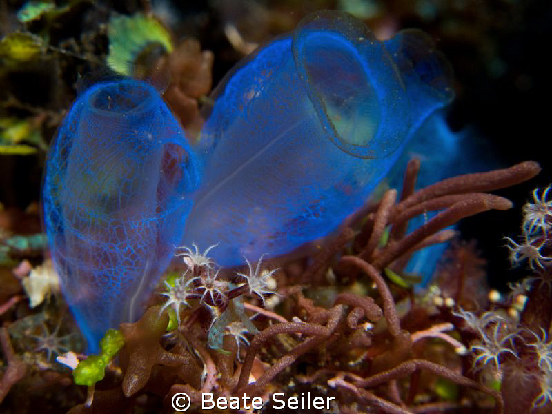 Blue Bell Tunicate, taken with Canon G10 and UCL165 by Beate Seiler 