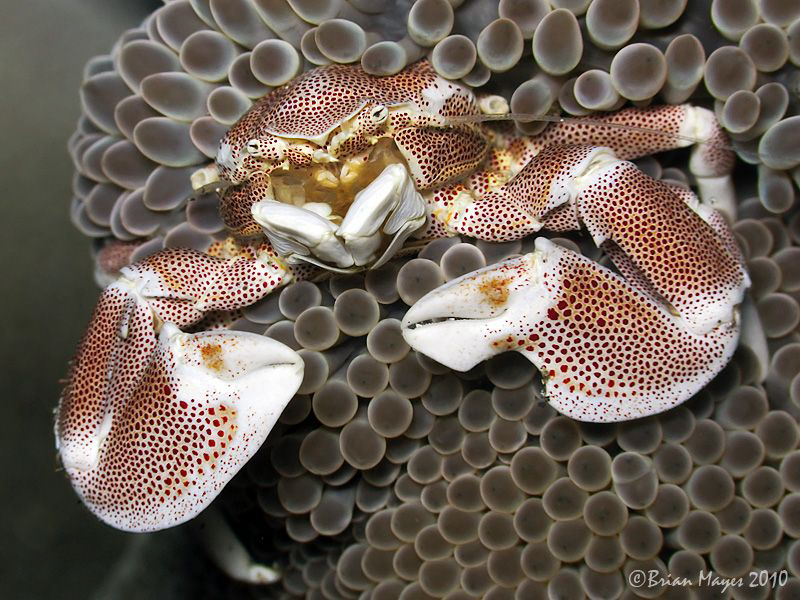 Porcelain crab with chunk missing from it's claw. I wonde... by Brian Mayes 