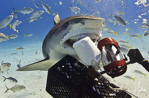 This Tiger Shark  followed a scent line in the sand right... by Steven Anderson 