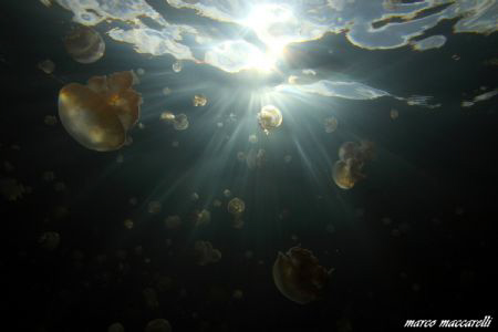 Jellyfish Lake by Marco Maccarelli 