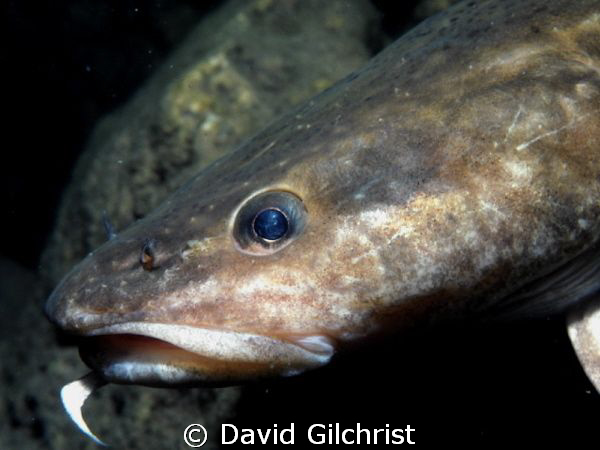 Lingcod or 'Burbot' portrait,* Note the single 'whisker'.... by David Gilchrist 