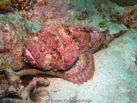 Red Stonefish lurking at the bottom of Kahonee Reef, Gren... by Eurion Leonard-Pugh 