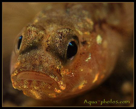 A Goby from Oslofjord Norway by Vidar Aas 