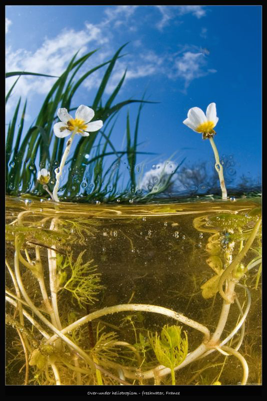 over under heliotropism_freshwater, France by Mathieu Foulquié 