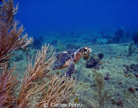 Young Male Green Turtle @ El natural Beach Aguadilla ,PR by Carlos Pérez 