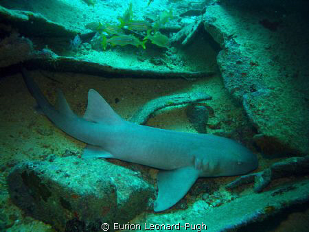 2m long nurse shark resting at the bottom of the Hema, Gr... by Eurion Leonard-Pugh 