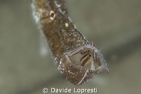 Pipe fish with isopods by Davide Lopresti 