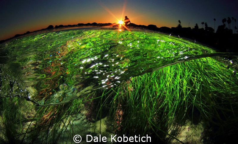 " i lay in a bed of cool green grass "....half above and ... by Dale Kobetich 