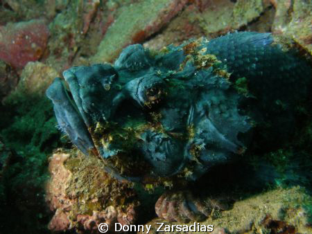 Scorpion Fish but dunno what specie. My first time to see... by Donny Zarsadias 