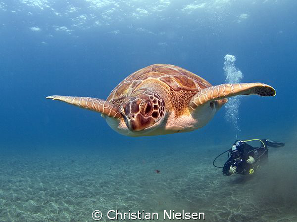 Green turtle and diver at El Puertito, Tenerife. Probably... by Christian Nielsen 