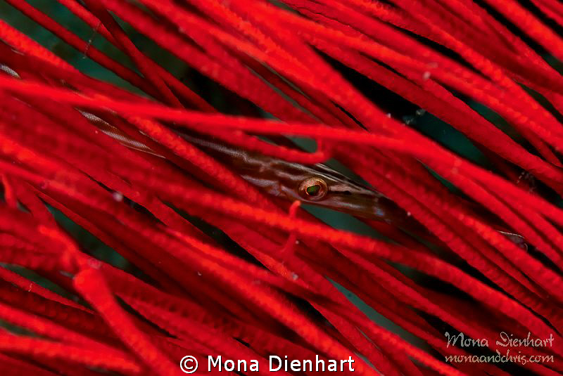 RED! by Mona Dienhart 