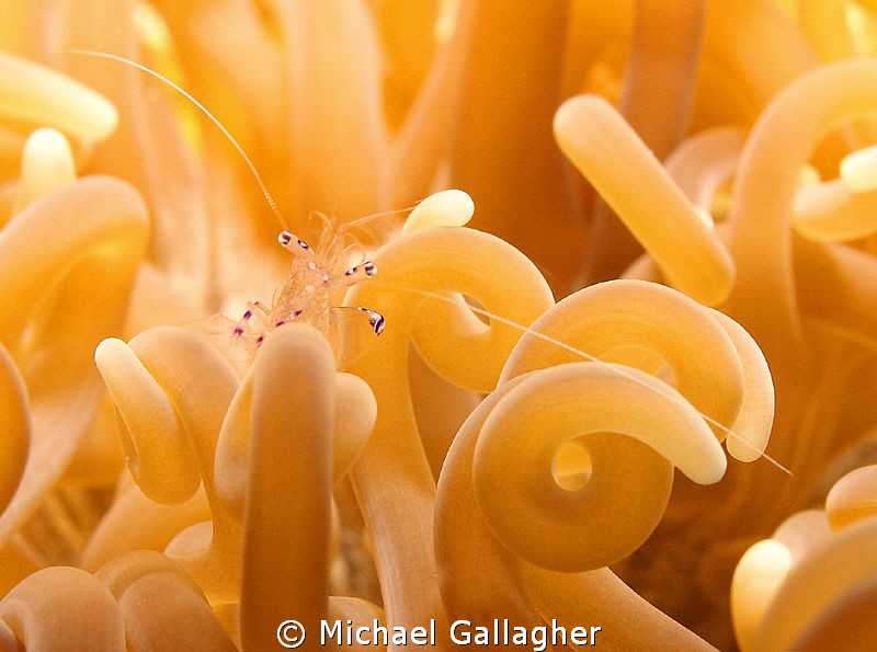 Teensy-tiny anemone shrimp in Komodo, Indonesia by Michael Gallagher 