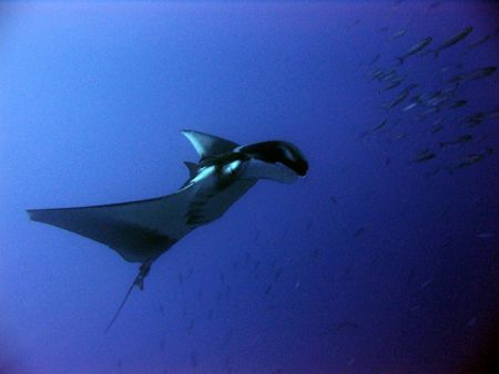 Giant Manta at Sha'ab Rumi outside Port Sudan. The diving... by Stein A. Mollerhaug 