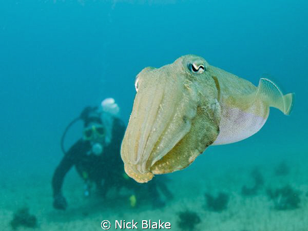 Cuttlefish and Diver, Gozo by Nick Blake 