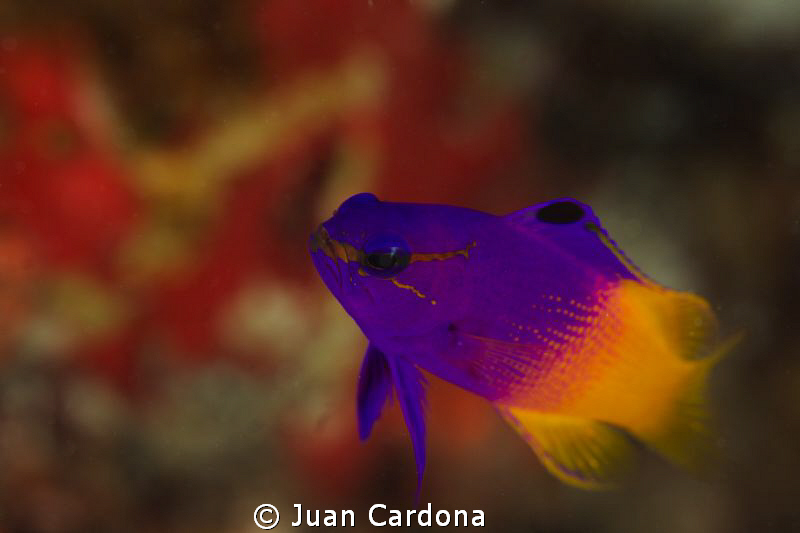 colors & fish... by Juan Cardona 