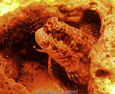 good day--sealife DC1000 by Richard Campbell 